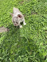 Pluto, a male French Bulldog for sale in Kissimmee, FL – 3 of 4