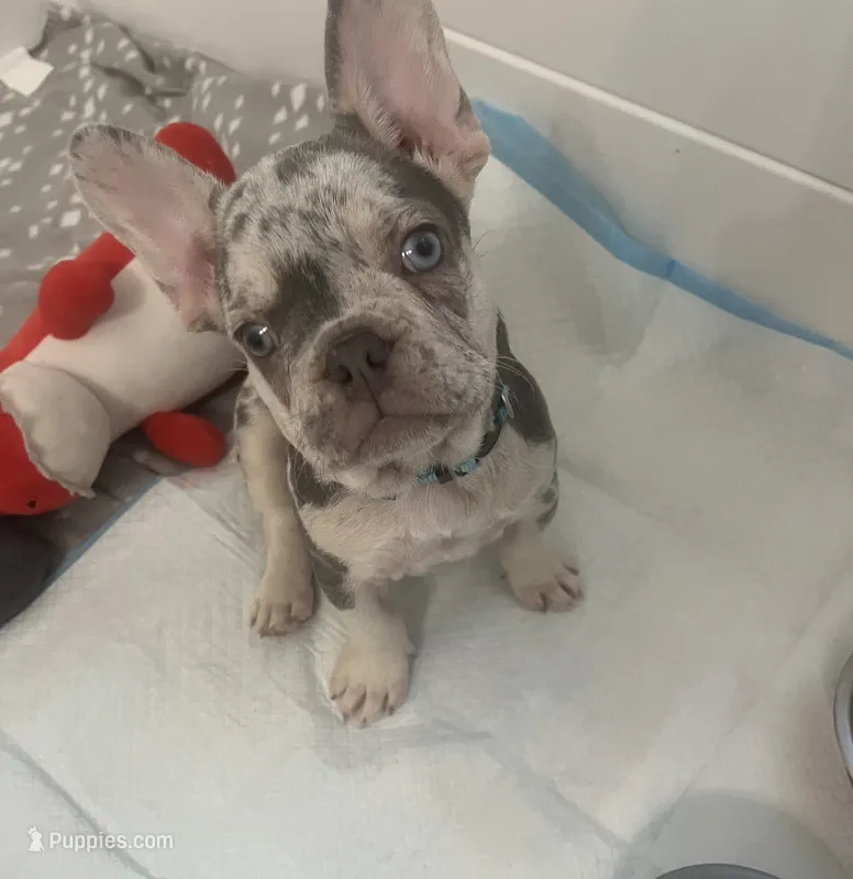 French Bulldog – French Bulldog puppy for sale in Kissimmee, FL