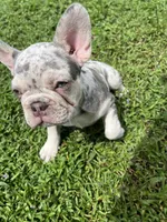 French Bulldog, a female French Bulldog for sale in Kissimmee, FL – 2 of 3
