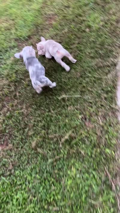 Pluto, a male French Bulldog for sale in Kissimmee, FL – 4 of 4