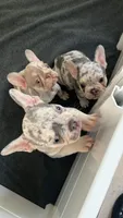 French Bulldog, a female French Bulldog for sale in Kissimmee, FL – 2 of 2