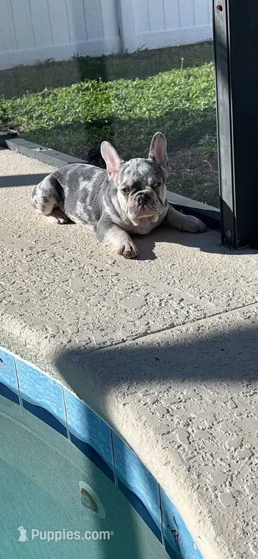 Blue – French Bulldog puppy for sale in Kissimmee, FL