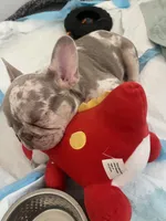 Pluto, a male French Bulldog for sale in Kissimmee, FL – 2 of 4