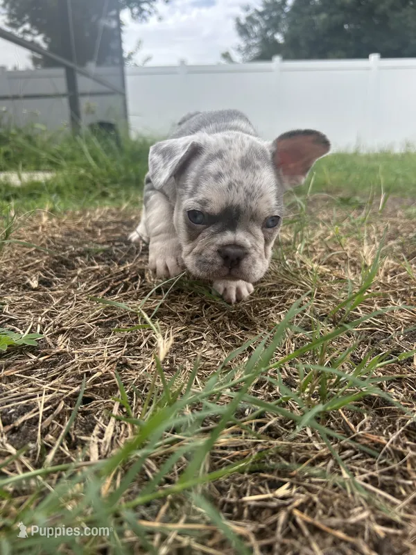 French Bulldog – French Bulldog puppy for sale in Kissimmee, FL
