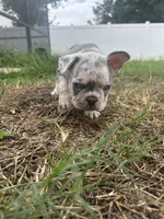 French Bulldog, a female French Bulldog for sale in Kissimmee, FL – 1 of 2