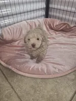 Toby, a male Poodle - Toy  for sale in Miami, FL – 6 of 6
