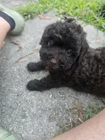 Diva, a female Poodle - Toy  for sale in Miami, FL – 4 of 8