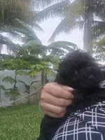Bello, a male Poodle - Toy  for sale in Miami, FL – 2 of 6