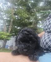 Bello, a male Poodle - Toy  for sale in Miami, FL – 3 of 6