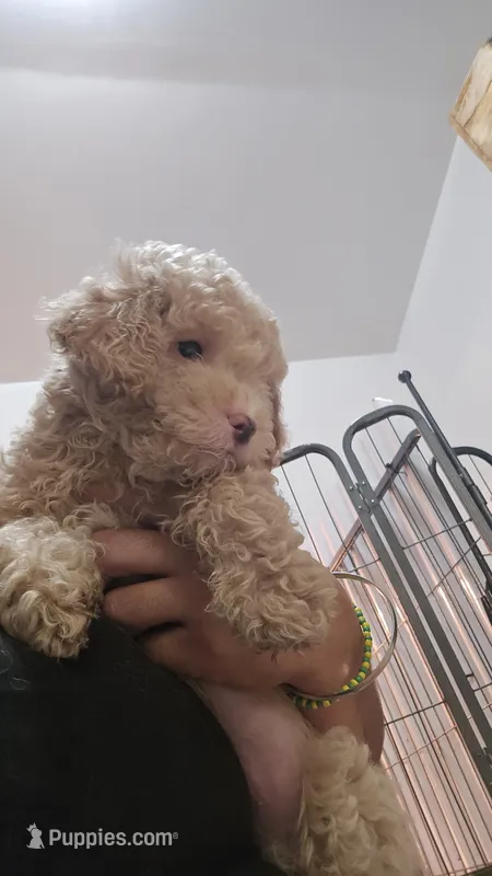 Bear – Poodle - Toy  puppy for sale in Miami, FL