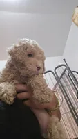 Bear, a male Poodle - Toy  for sale in Miami, FL – 2 of 6