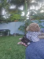 Katy, a female Poodle - Toy  for sale in Miami, FL – 5 of 6