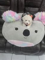 Katy, a female Poodle - Toy  for sale in Miami, FL – 4 of 10