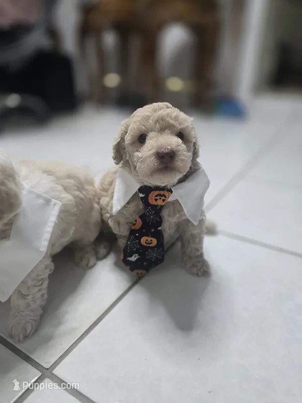 Toby – Poodle - Toy  puppy for sale in Miami, FL