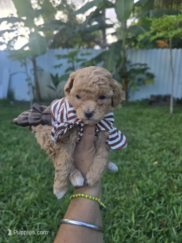 Katy – Poodle - Toy  puppy for sale in Miami, FL