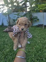 Katy, a female Poodle - Toy  for sale in Miami, FL – 1 of 6