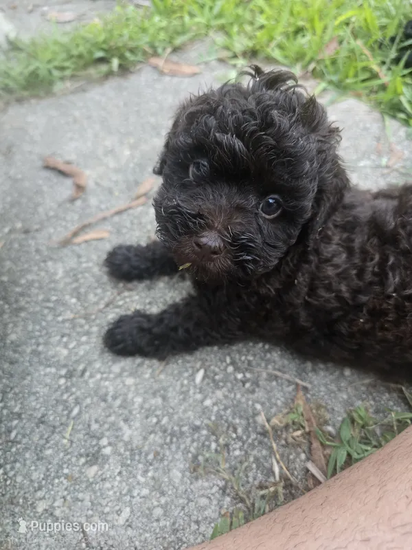 Diva, a female Poodle - Toy  for sale in Miami, FL – 1 of 8