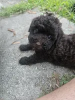 Diva, a female Poodle - Toy  for sale in Miami, FL – 1 of 8