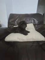 Diva, a female Poodle - Toy  for sale in Miami, FL – 8 of 8