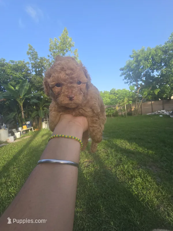 Katy – Poodle - Toy  puppy for sale in Miami, FL