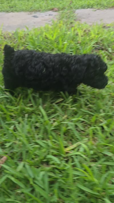 Bello, a male Poodle - Toy  for sale in Miami, FL – 6 of 6