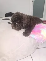 Diva, a female Poodle - Toy  for sale in Miami, FL – 5 of 8