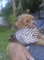 Katy, a female Poodle - Toy  for sale in Miami, FL – 4 of 6
