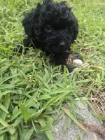 Bello, a male Poodle - Toy  for sale in Miami, FL – 4 of 6