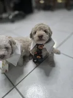 Toby, a male Poodle - Toy  for sale in Miami, FL – 5 of 6