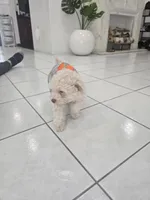 Katy, a female Poodle - Toy  for sale in Miami, FL – 7 of 10