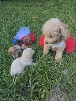 Bear, a male Poodle - Toy  for sale in Miami, FL – 5 of 6