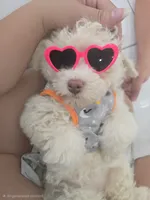 Katy, a female Poodle - Toy  for sale in Miami, FL – 8 of 10
