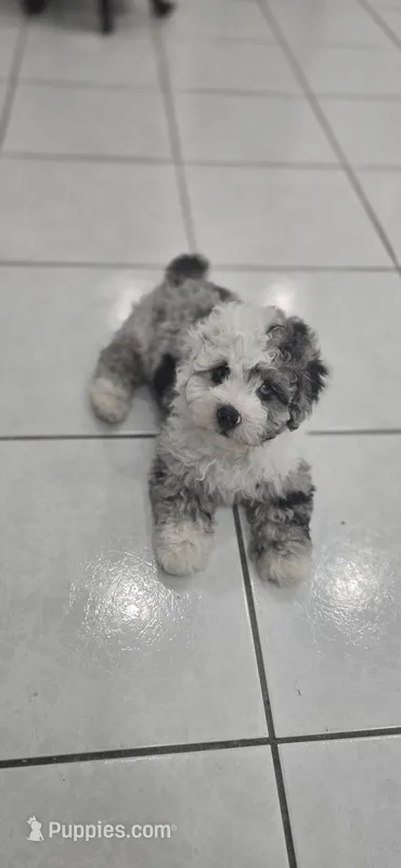 Bello – Poodle - Toy  puppy for sale in Miami, FL