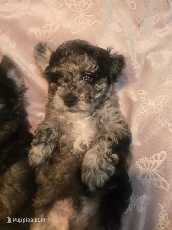 Max, a male Poodle - Toy  for sale in Miami, FL – 1 of 3