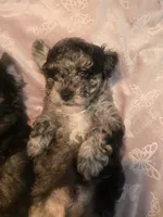 Max, a male Poodle - Toy  for sale in Miami, FL – 1 of 3