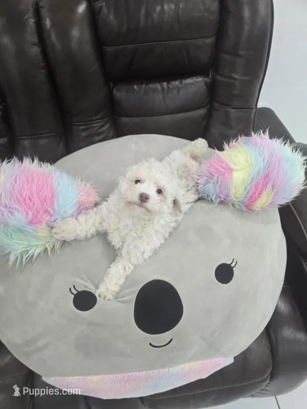 Katy – Poodle - Toy  puppy for sale in Miami, FL
