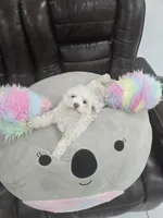 Katy, a female Poodle - Toy  for sale in Miami, FL – 1 of 10