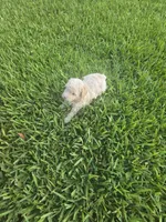 Bear, a male Poodle - Toy  for sale in Miami, FL – 4 of 6