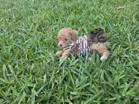 Katy, a female Poodle - Toy  for sale in Miami, FL – 6 of 6