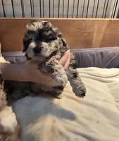 Max, a male Poodle - Toy  for sale in Miami, FL – Photo 4 of 8