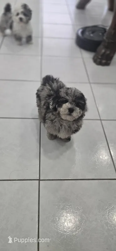 Max, a male Poodle - Toy  for sale in Miami, FL – Photo 1 of 8