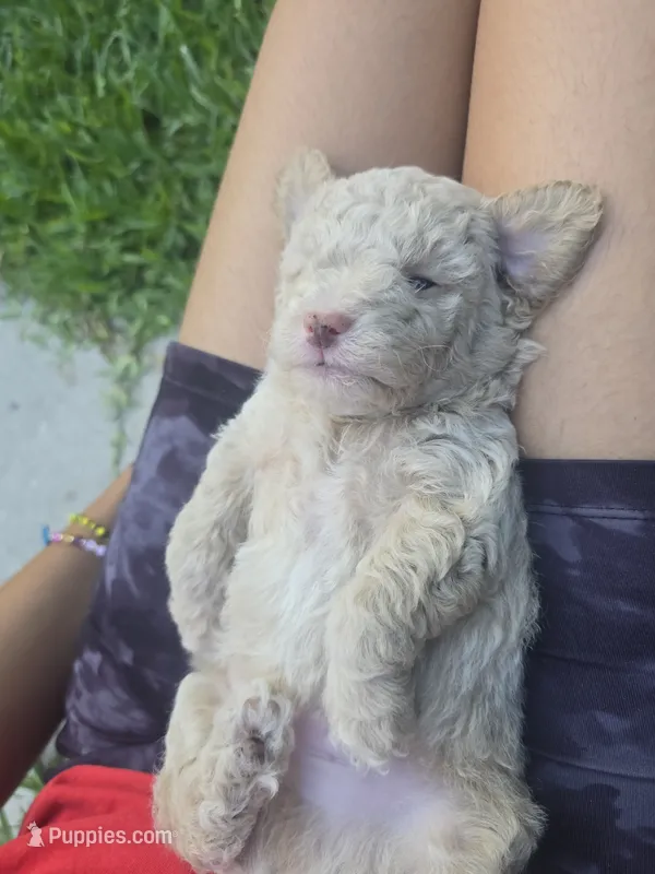 Bear – Poodle - Toy  puppy for sale in Miami, FL