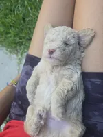 Bear, a male Poodle - Toy  for sale in Miami, FL – 1 of 6