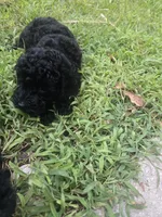 Bello, a male Poodle - Toy  for sale in Miami, FL – 5 of 6