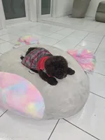 Diva, a female Poodle - Toy  for sale in Miami, FL – 6 of 8