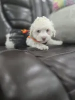 Katy, a female Poodle - Toy  for sale in Miami, FL – 10 of 10