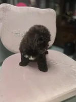 Diva, a female Poodle - Toy  for sale in Miami, FL – 2 of 8