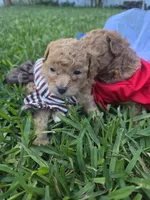 Katy, a female Poodle - Toy  for sale in Miami, FL – 2 of 6