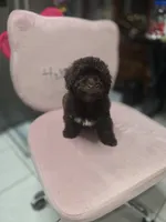 Diva, a female Poodle - Toy  for sale in Miami, FL – 3 of 8