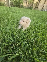 Bear, a male Poodle - Toy  for sale in Miami, FL – 3 of 6